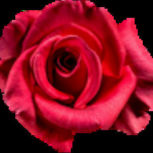 Meet your Posher, Sonia